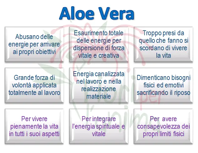 Schema riassuntivo dell'essenza