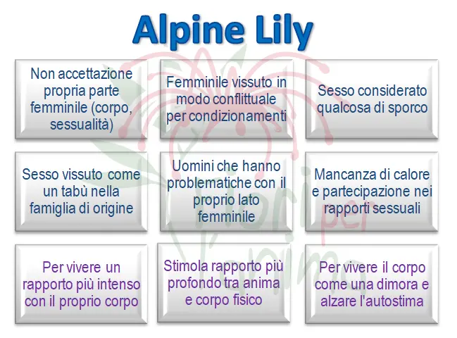 Alpine Lily Schema riassuntivo dell'essenza