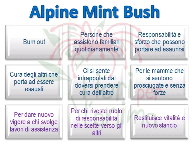 ALPINE MINT BUSH - Repertorio australiano Bush Schema riassuntivo dell'essenza