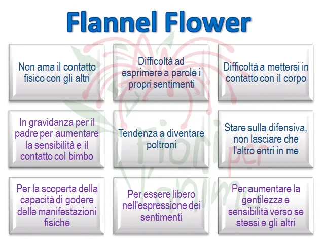 Flannel Flower Schema riassuntivo dell'essenza