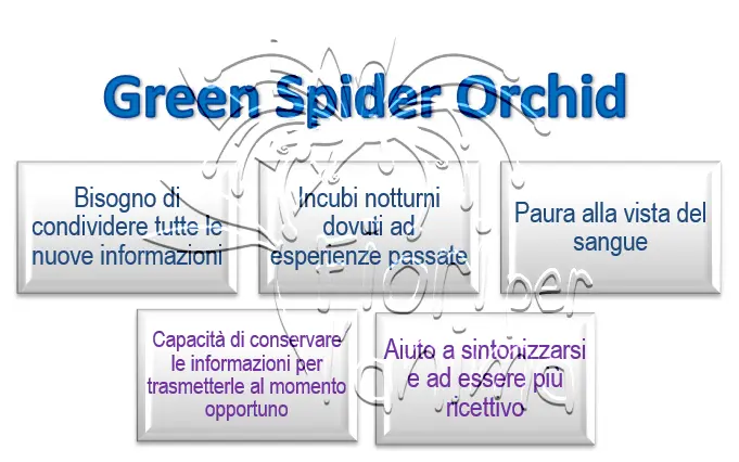 Green Spider Orchid Schema riassuntivo dell'essenza