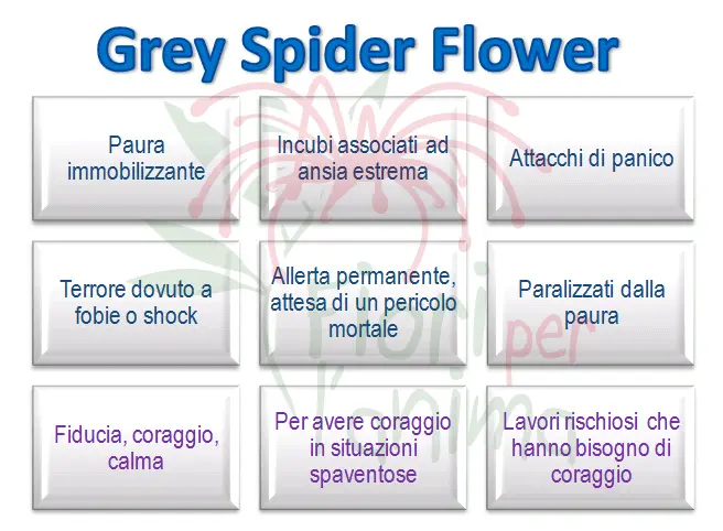 Grey Spider Flower Schema riassuntivo dell'essenza