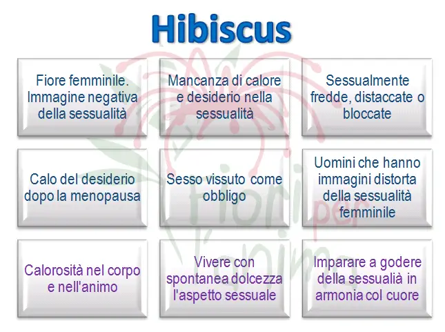 Hibiscus
