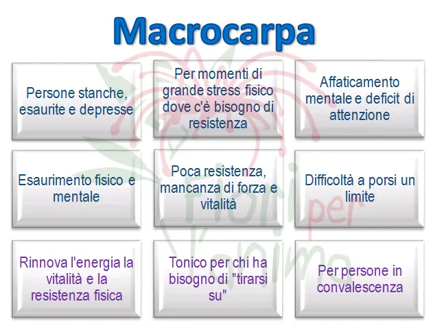 Schema riassuntivo dell'essenza