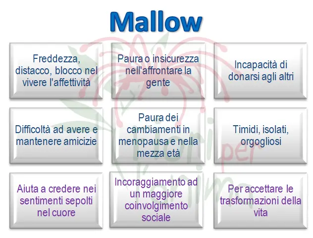 MALLOW Schema riassuntivo dell'essenza