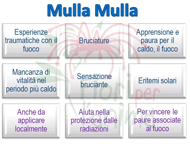 Schema riassuntivo dell'essenza