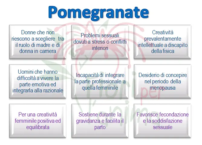 Pomegranate Schema riassuntivo dell'essenza