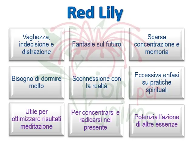 Red Lily Schema riassuntivo dell'essenza