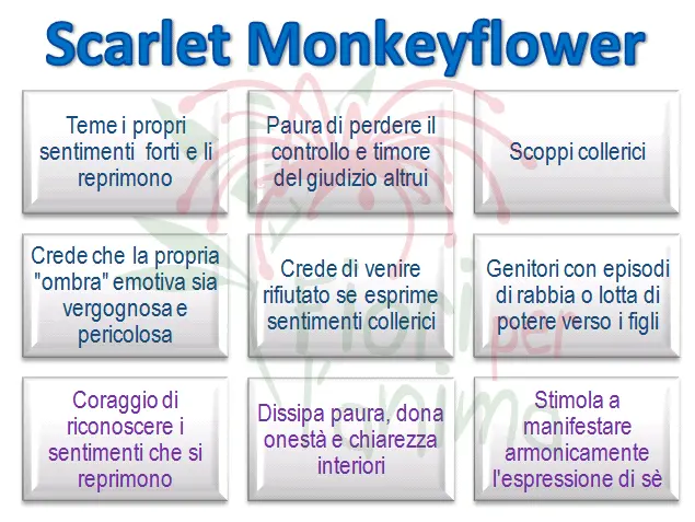 Schema riassuntivo dell'essenza
