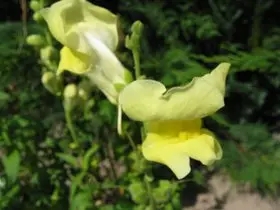 foto tratta da: http://de.wikipedia.org