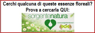 Cerchi qualcuna di queste essenze?