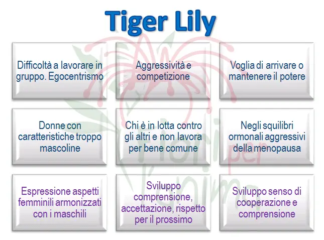 Tiger Lily Schema riassuntivo dell'essenza