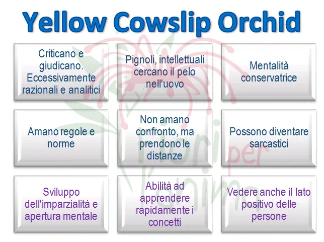 Yellow Cowslip Orchid Schema riassuntivo dell'essenza
