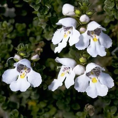Alpine mint bush Alpine mint bush