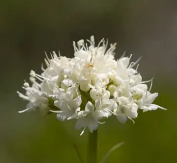 foto tratta da: http://www.fesflowers.com