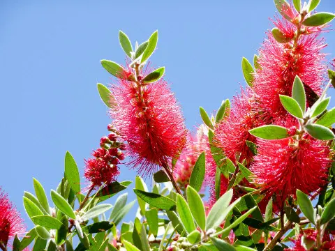 Bottlebrush. Foto di AussieMob su Pixabay