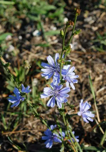 foto Antonella Napoli - Fiori per l'anima - 2006