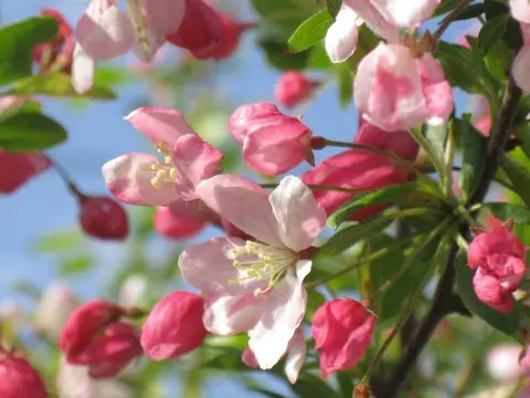 Crab Apple. Foto di independentangie su Pixabay