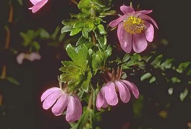 foto tratta da: http://farrer.riv.csu.edu.au
