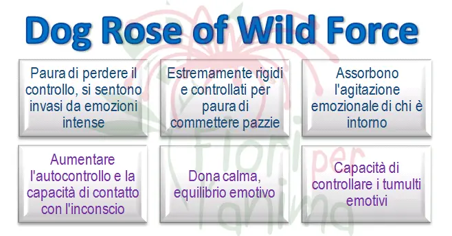 Dog rose of Wild Force Schema riassuntivo dell'essenza