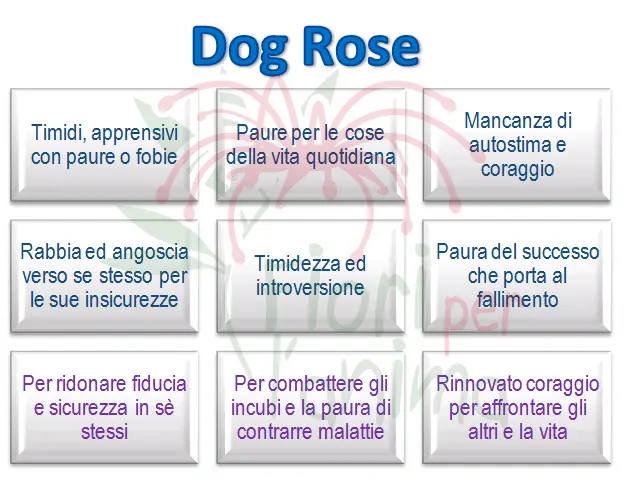 Dog Rose Schema riassuntivo dell'essenza