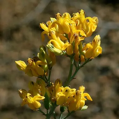 foto tratta da: www.flickr.com by NatureShutterbug