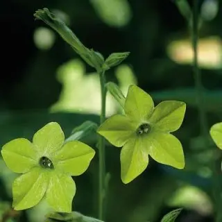 foto tratta da: www.sunriseseeds.com