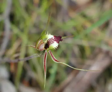 foto tratta da: http://orchids.rnr.id.au