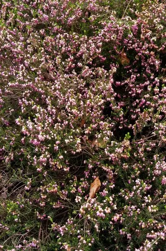 Foto: Antonella Napoli - Fiori per l'anima - 2006