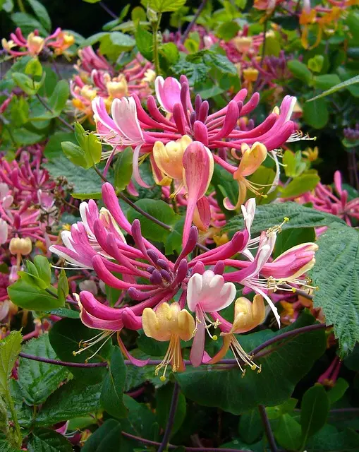 Honeysuckle. Foto di Shirley Hirst da Pixabay