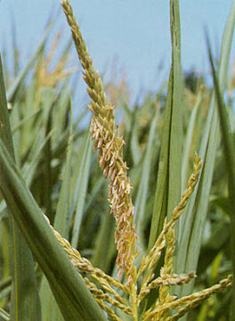 foto tratta da: zacost.zamg.ac.at