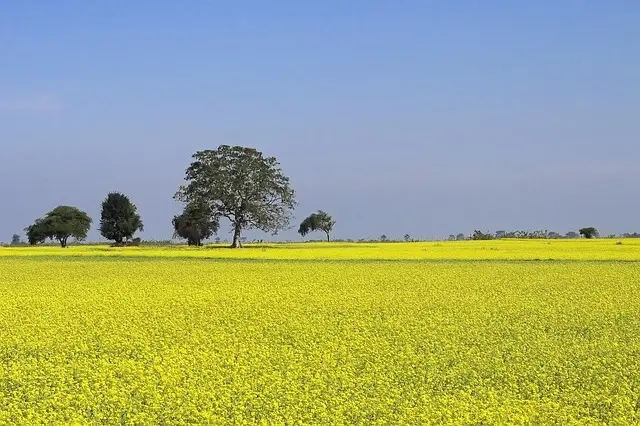 Mustard. Foto di Vikramjit Kakati da Pixabay