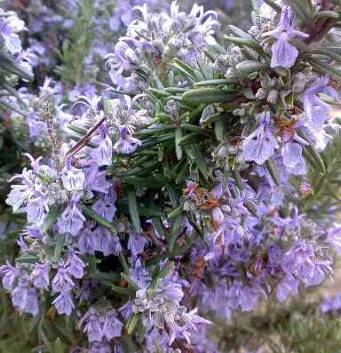 Foto: Antonella Napoli - Fiori per l'anima - 2008