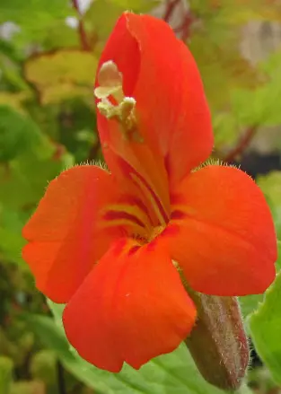 foto tratta da: http://www.watershednursery.com
