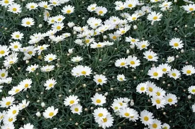 Foto: Antonella Napoli - Fiori per l'anima - 2006