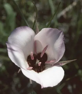 foto tratta da: www.fesflower.com