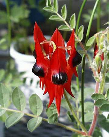 foto tratta da: www.australiaplants.com