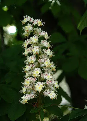Foto: Antonella Napoli - Fiori per l'anima - 2006